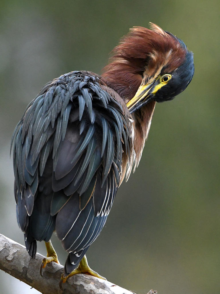GreenHeron16.jpg