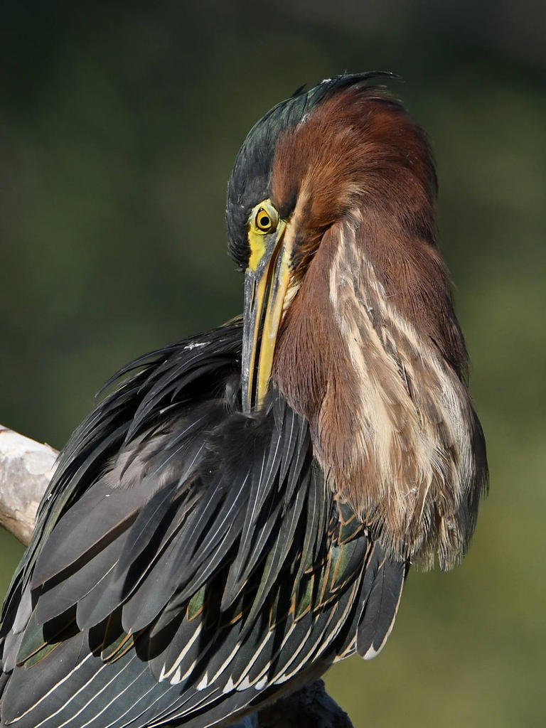 GreenHeron16.jpg