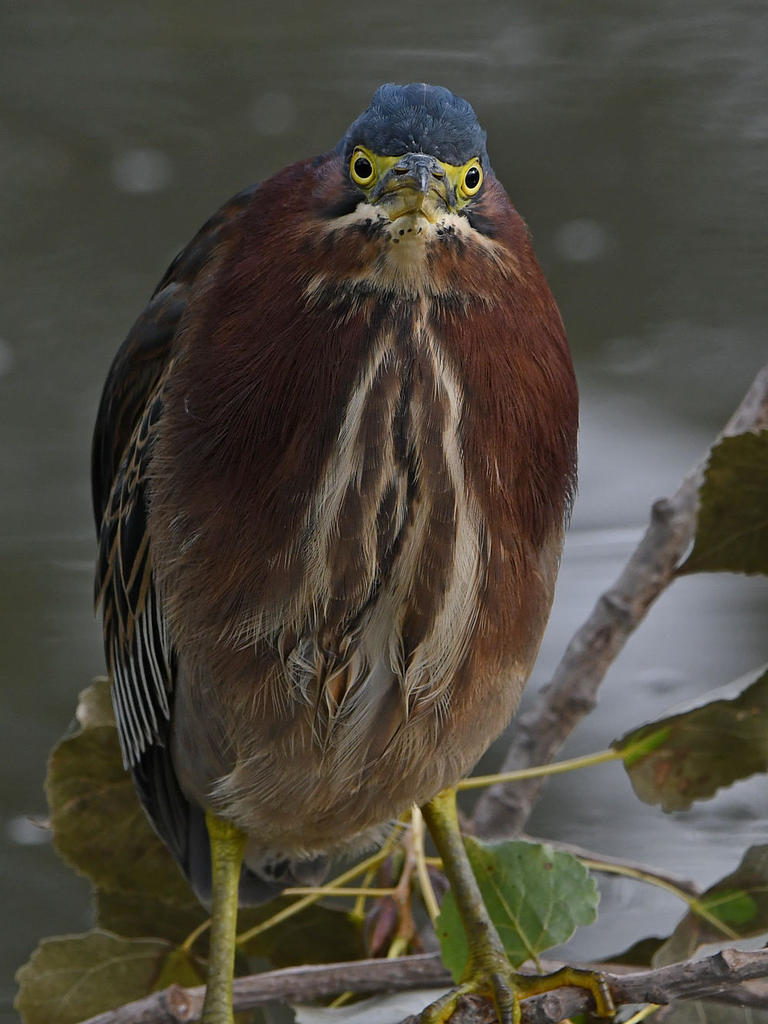 GreenHeron16.jpg