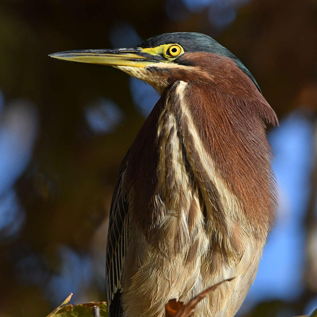 GreenHeron16.jpg