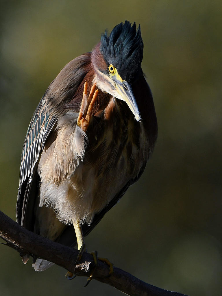 GreenHeron16.jpg