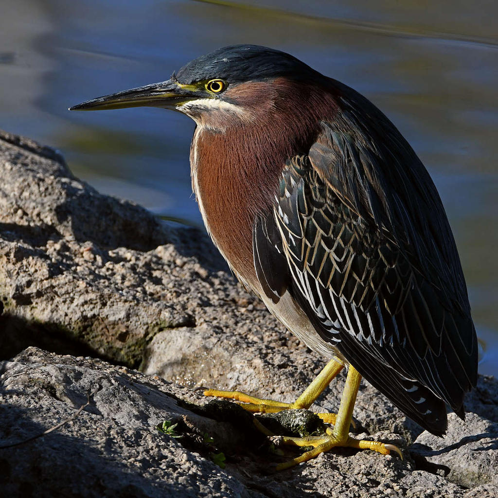 GreenHeron16.jpg