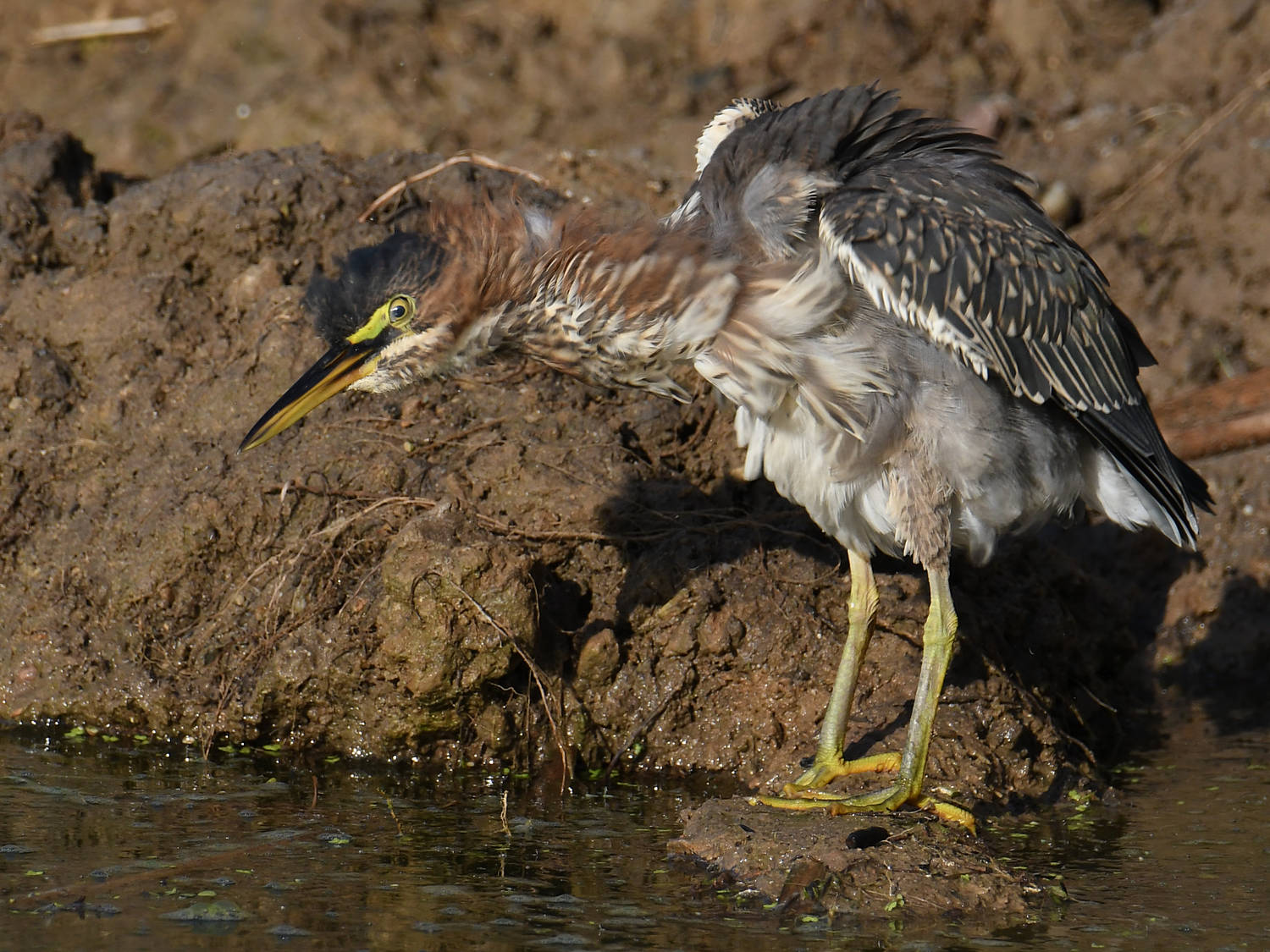 GreenHeron16.jpg