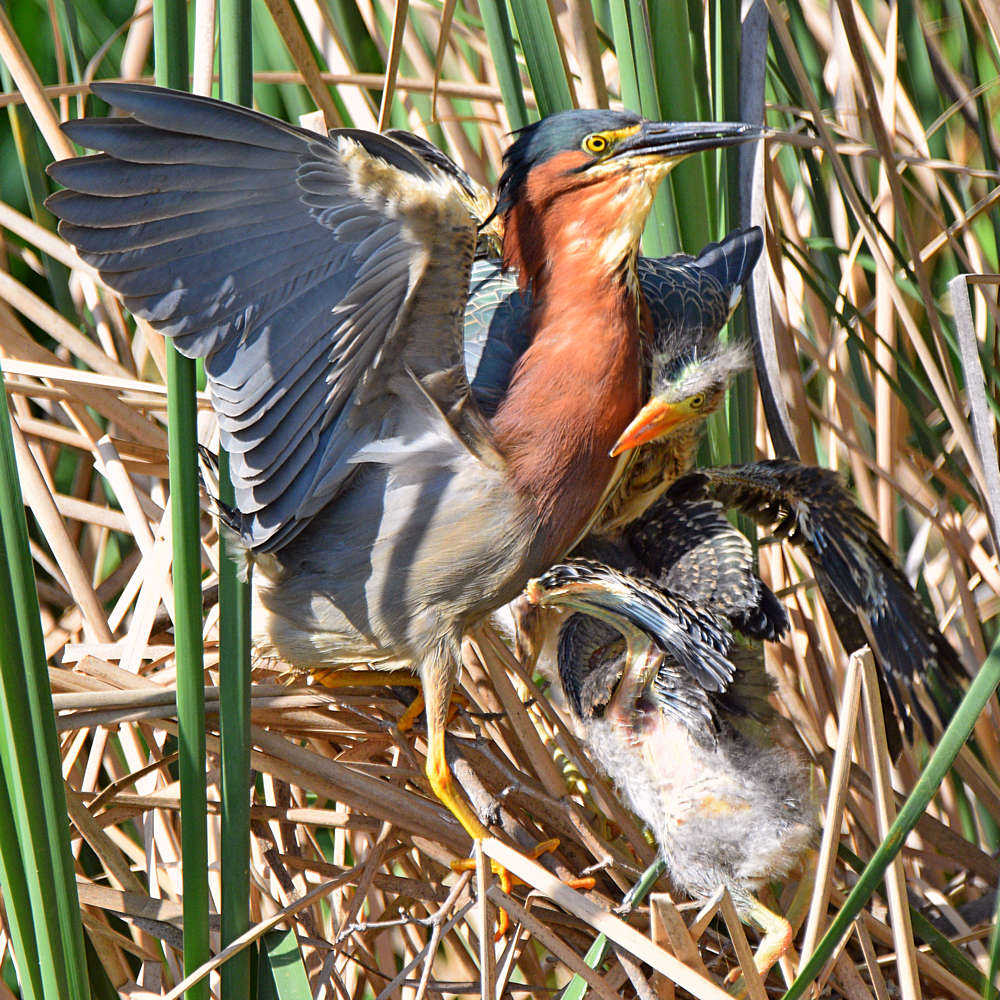 GreenHeron17.jpg