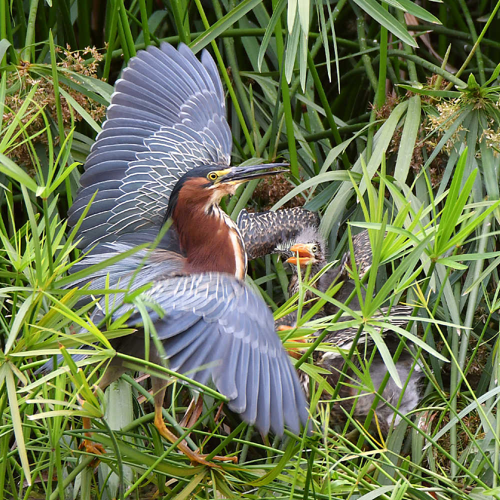 GreenHeron17.jpg