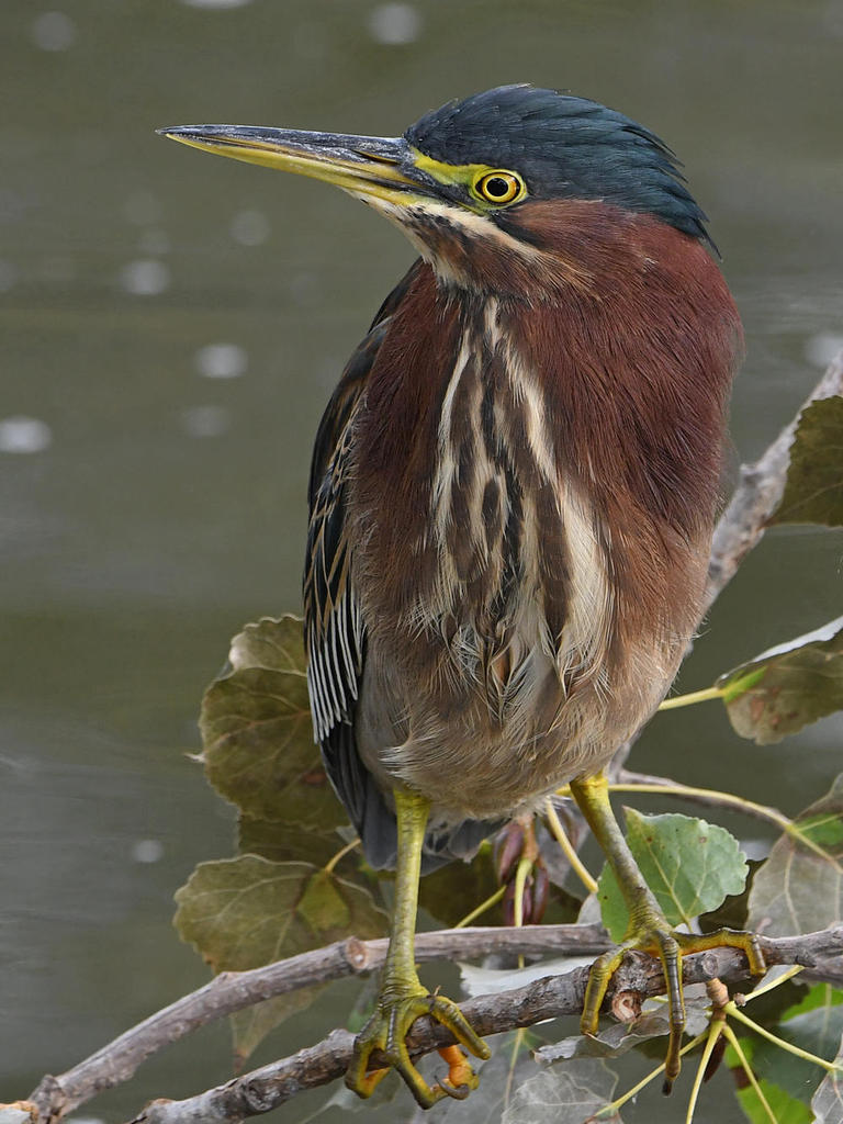 GreenHeron17.jpg