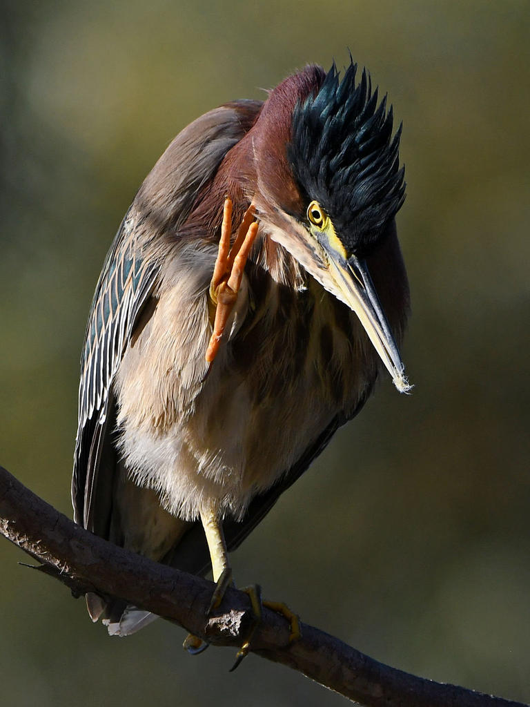 GreenHeron17.jpg