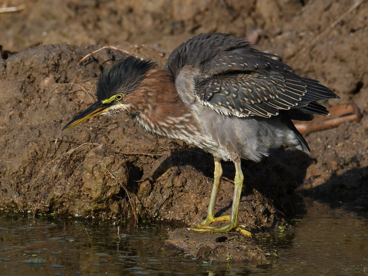 GreenHeron17.jpg