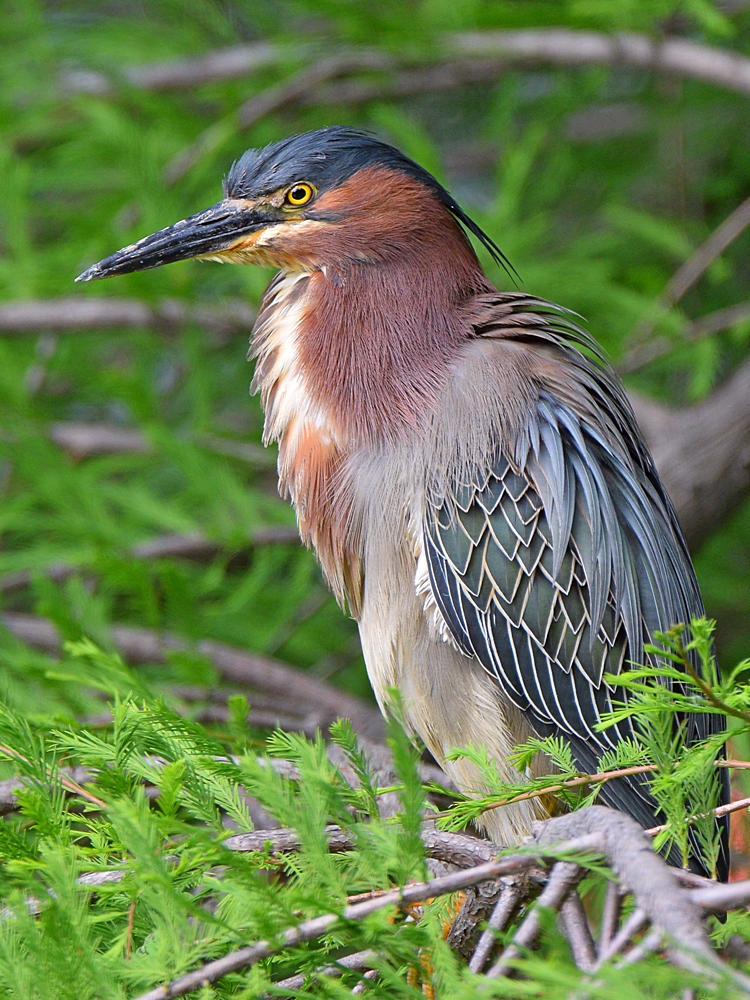 GreenHeron18.jpg