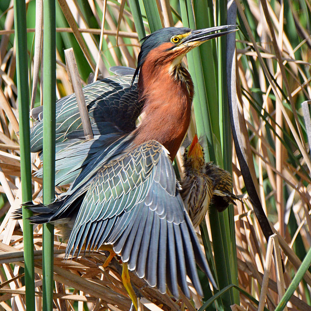GreenHeron18.jpg