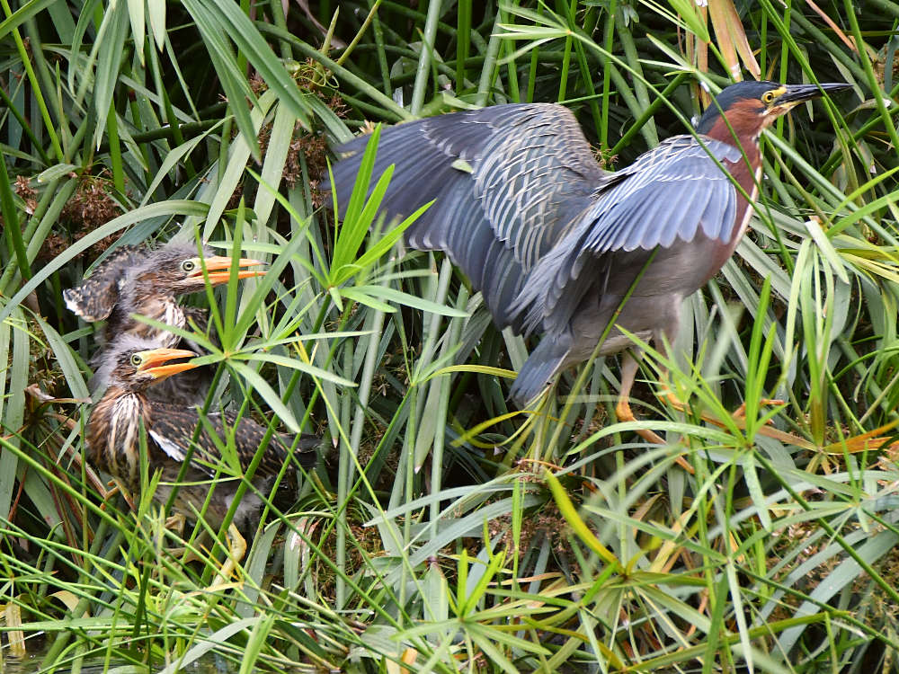 GreenHeron18.jpg