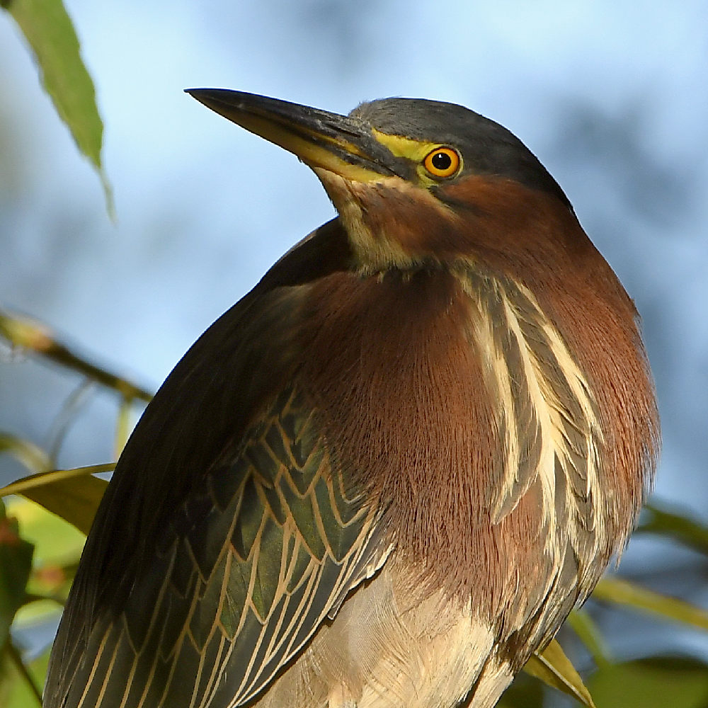 GreenHeron18.jpg