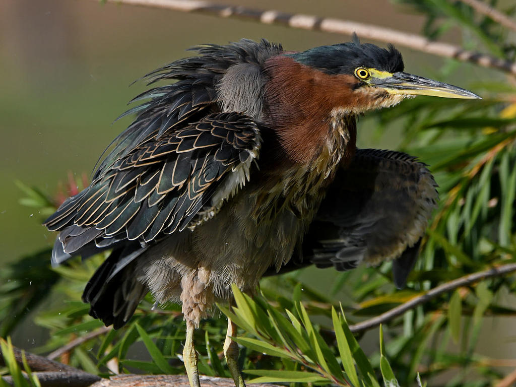 GreenHeron18.jpg
