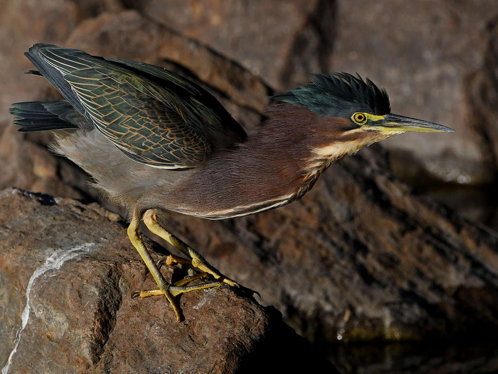 GreenHeron18.jpg