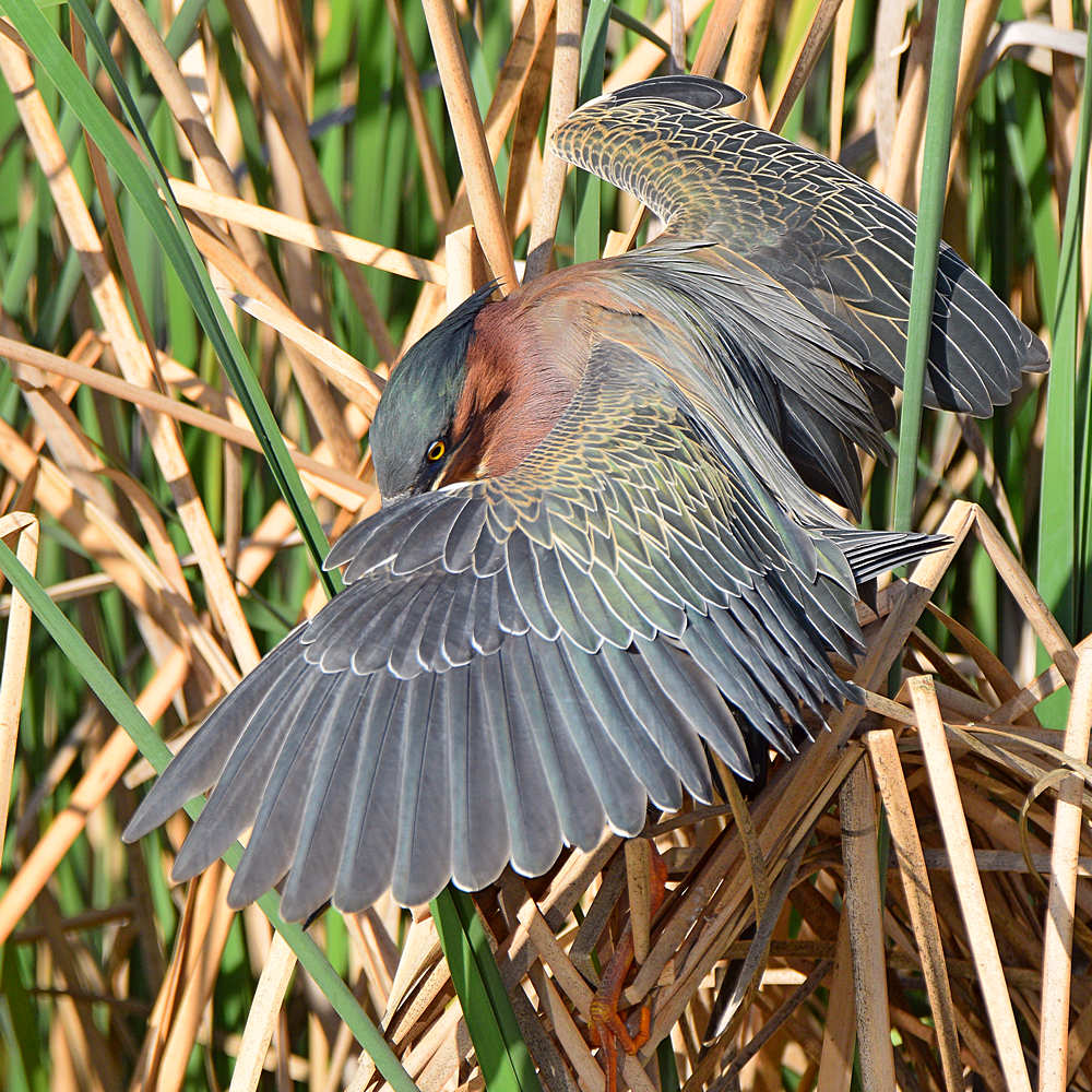 GreenHeron19.jpg