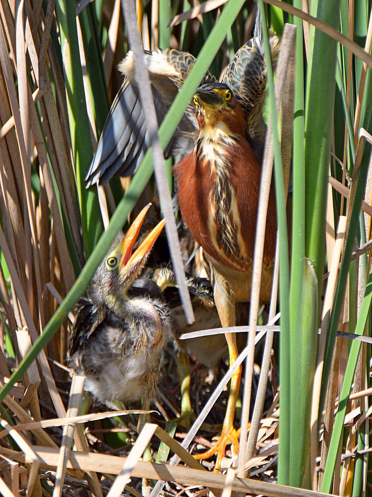GreenHeron19.jpg