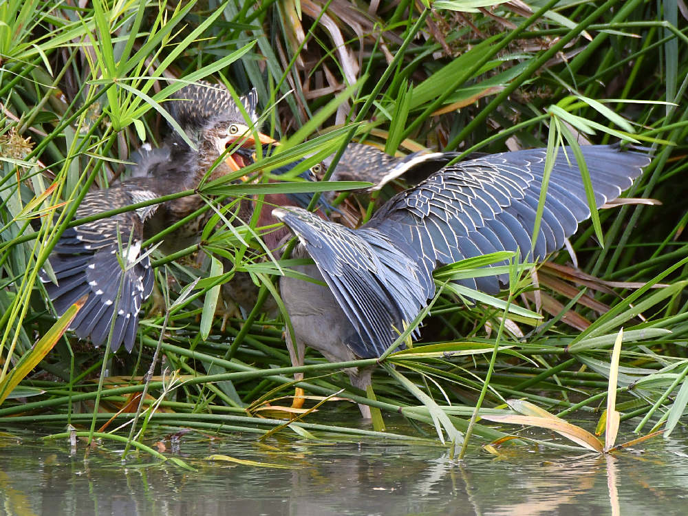 GreenHeron19.jpg