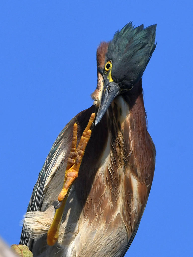 GreenHeron19.jpg