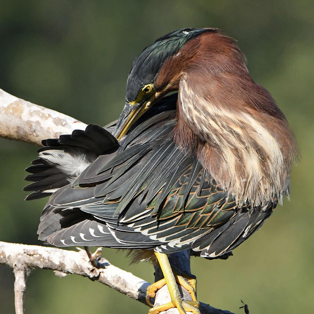GreenHeron19.jpg