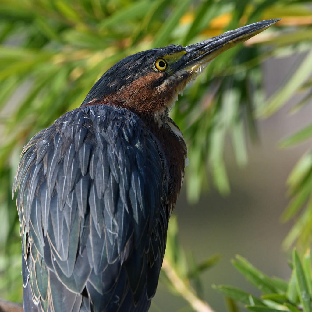 GreenHeron19.jpg