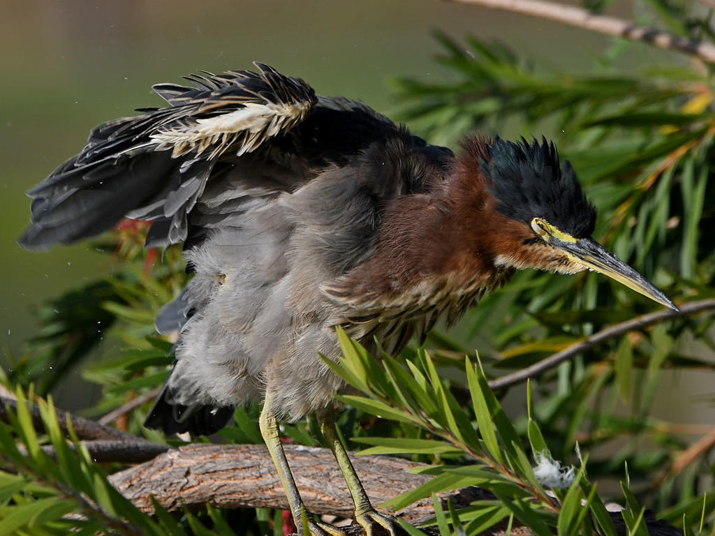 GreenHeron19.jpg