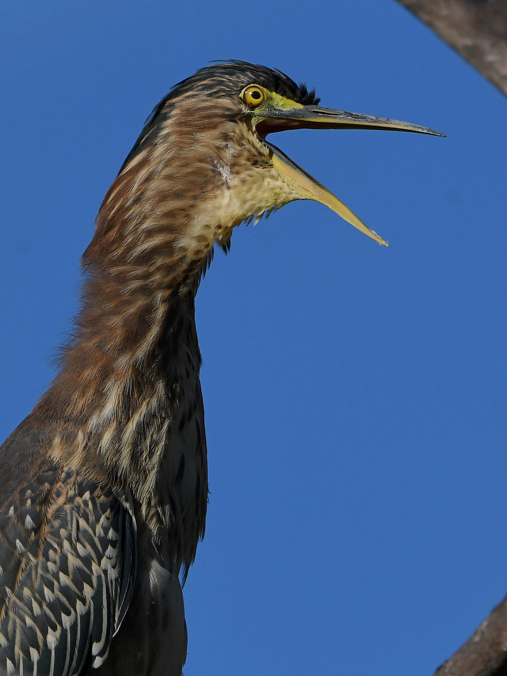 GreenHeron19.jpg