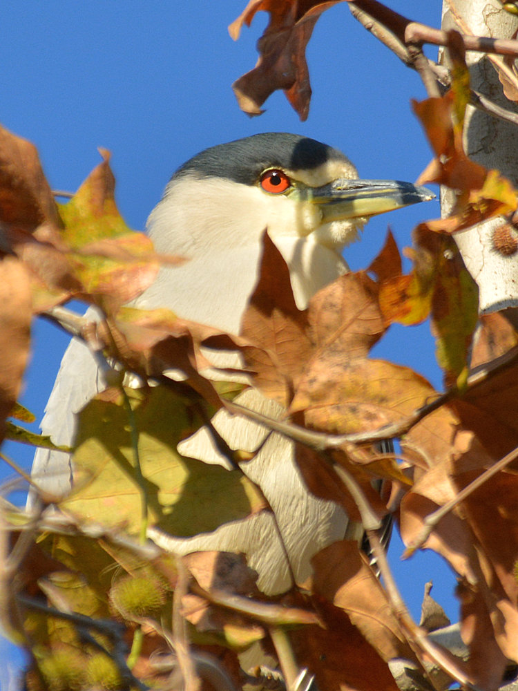 GreenHeron2.jpg
