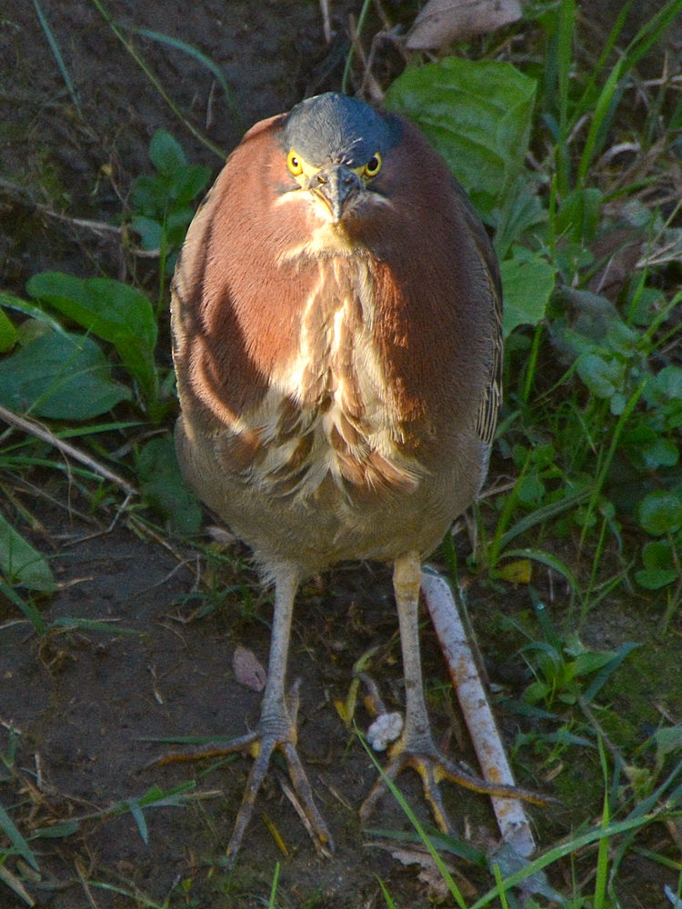 GreenHeron2.jpg