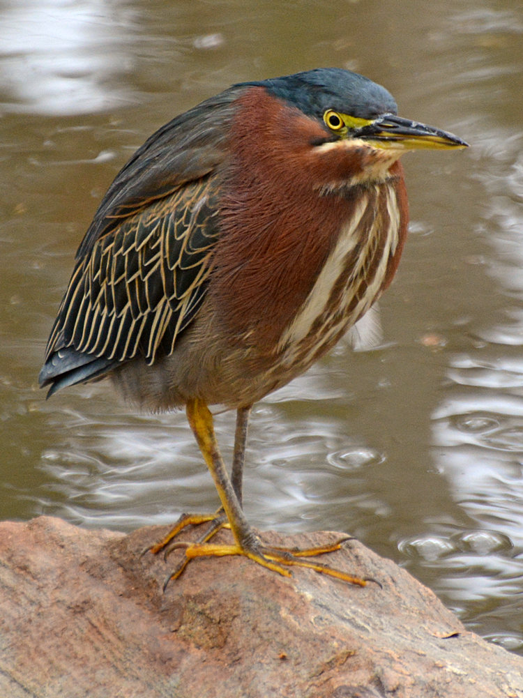 GreenHeron2.jpg