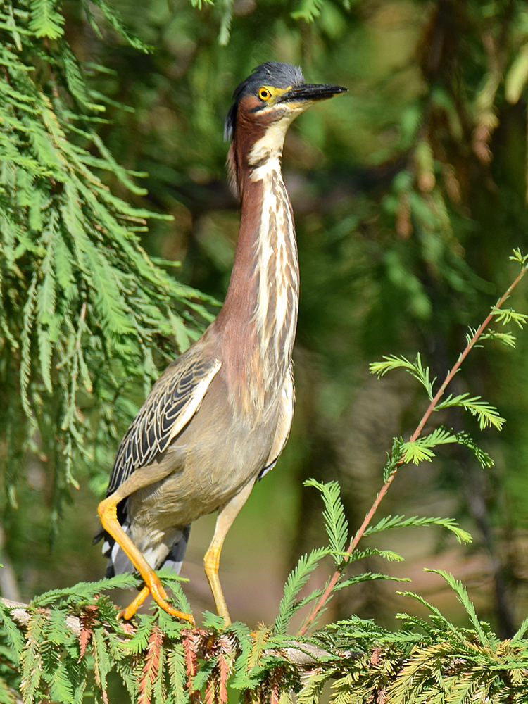 GreenHeron2.jpg