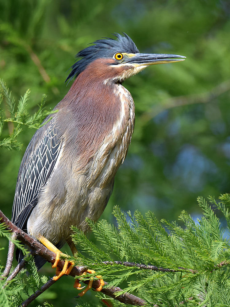 GreenHeron2.jpg