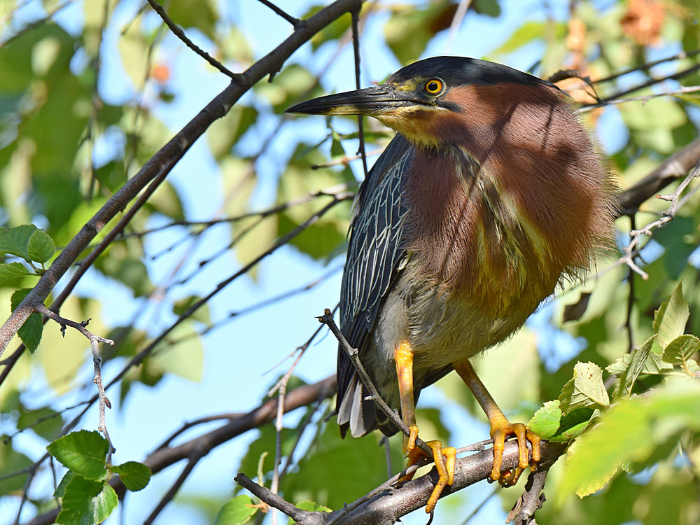 GreenHeron2.jpg