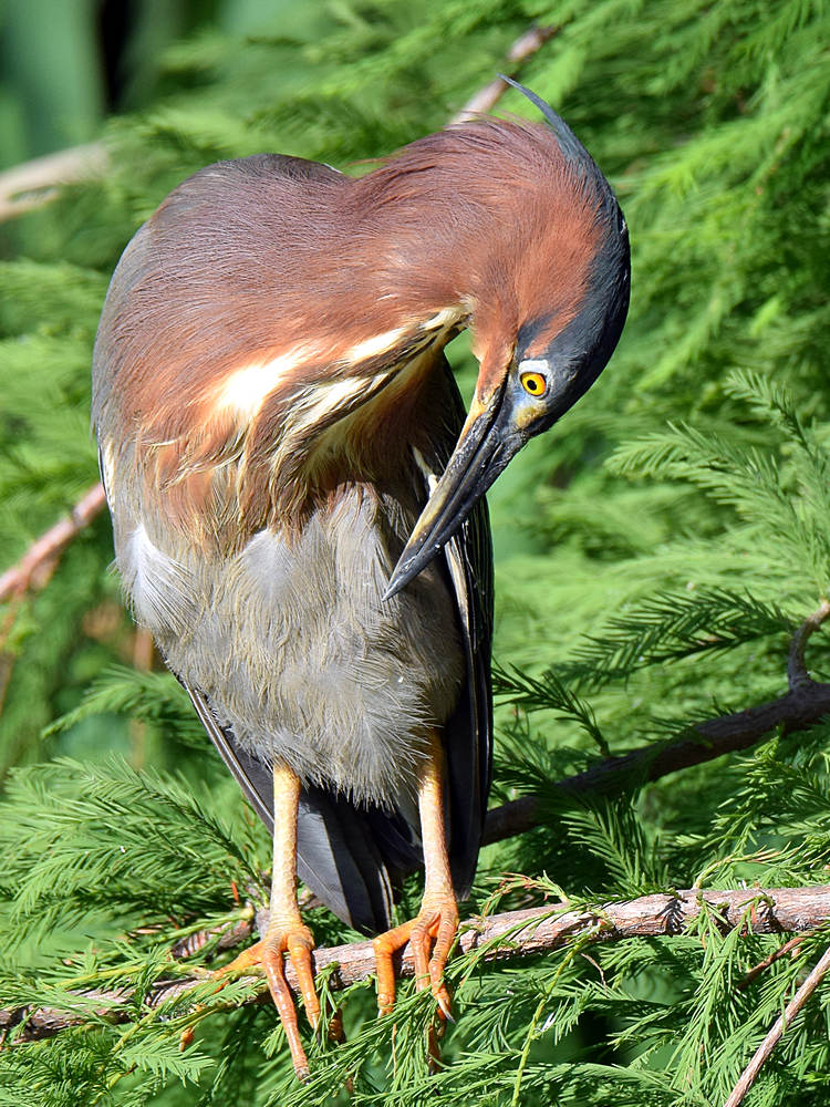 GreenHeron2.jpg