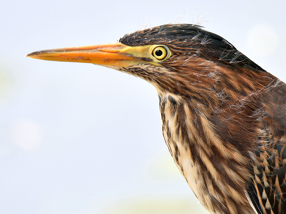 GreenHeron2.jpg