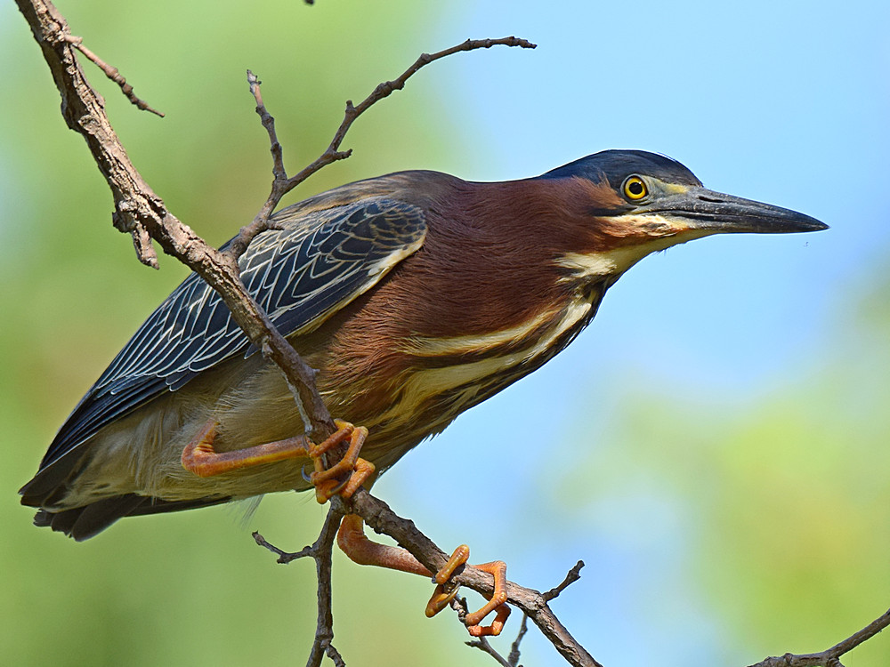 GreenHeron2.jpg