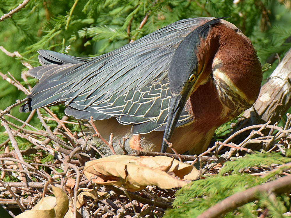 GreenHeron2.jpg