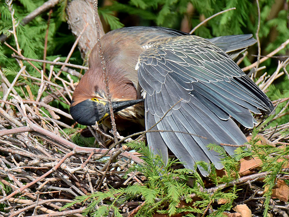 GreenHeron2.jpg