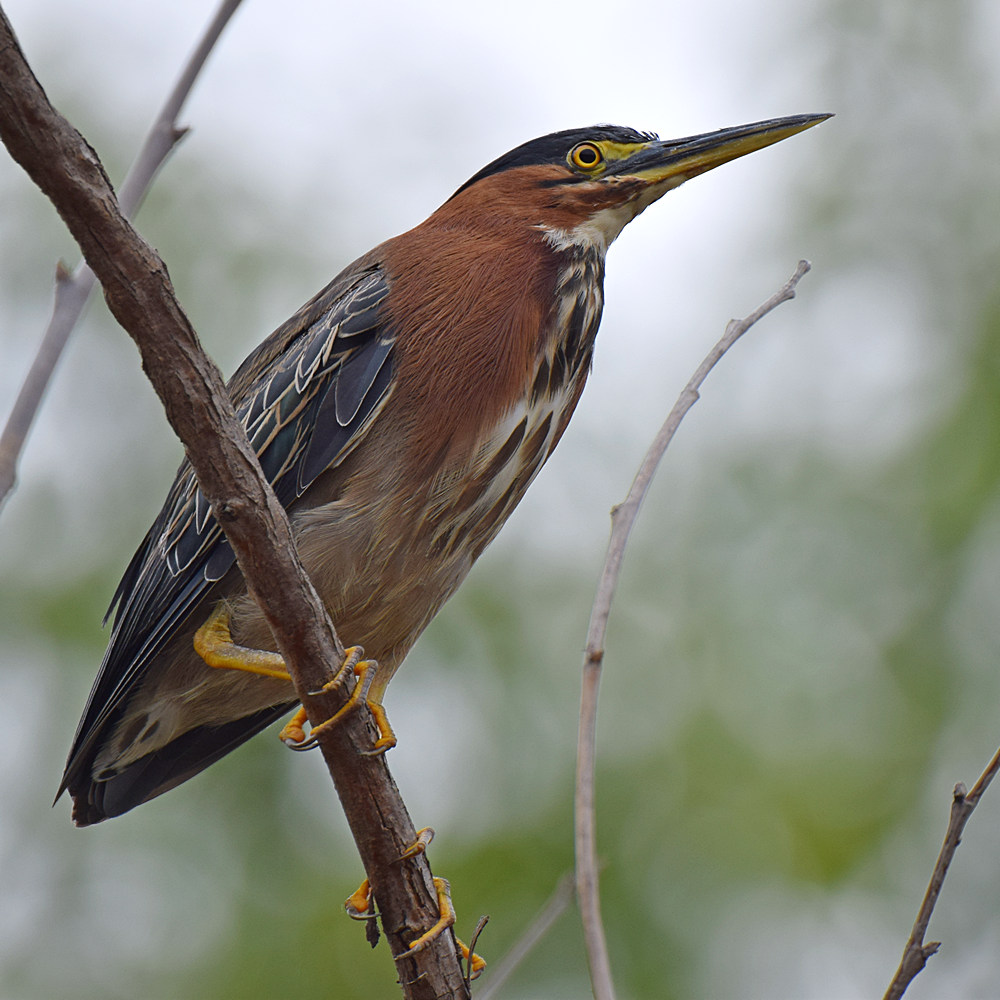 GreenHeron2.jpg