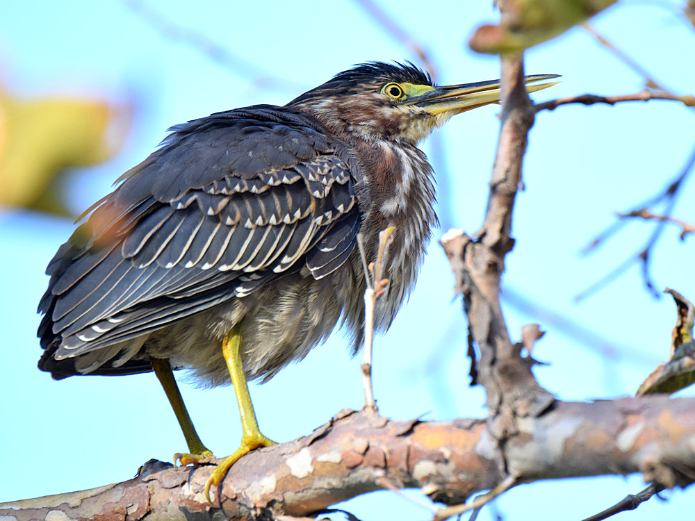 GreenHeron2.jpg