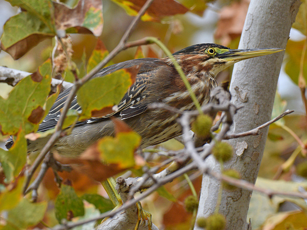 GreenHeron2.jpg