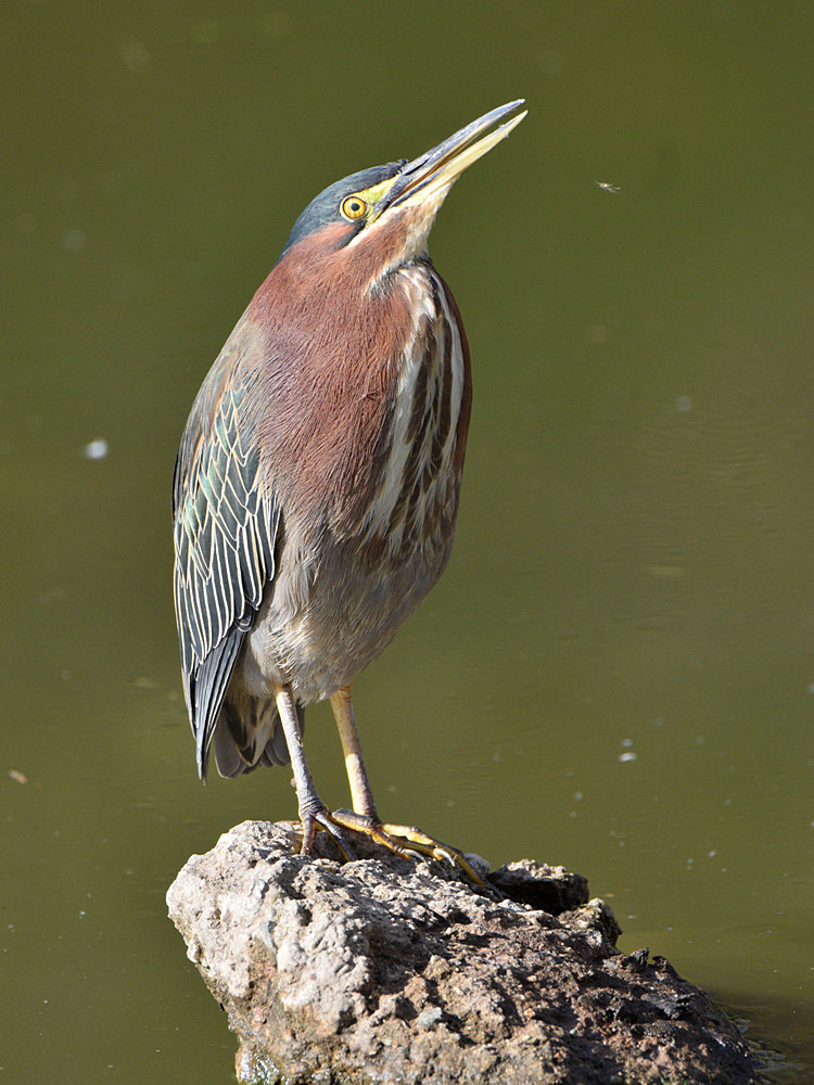 GreenHeron2.jpg