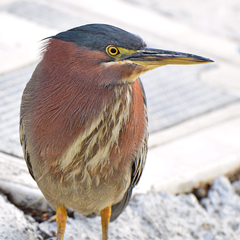 GreenHeron2.jpg