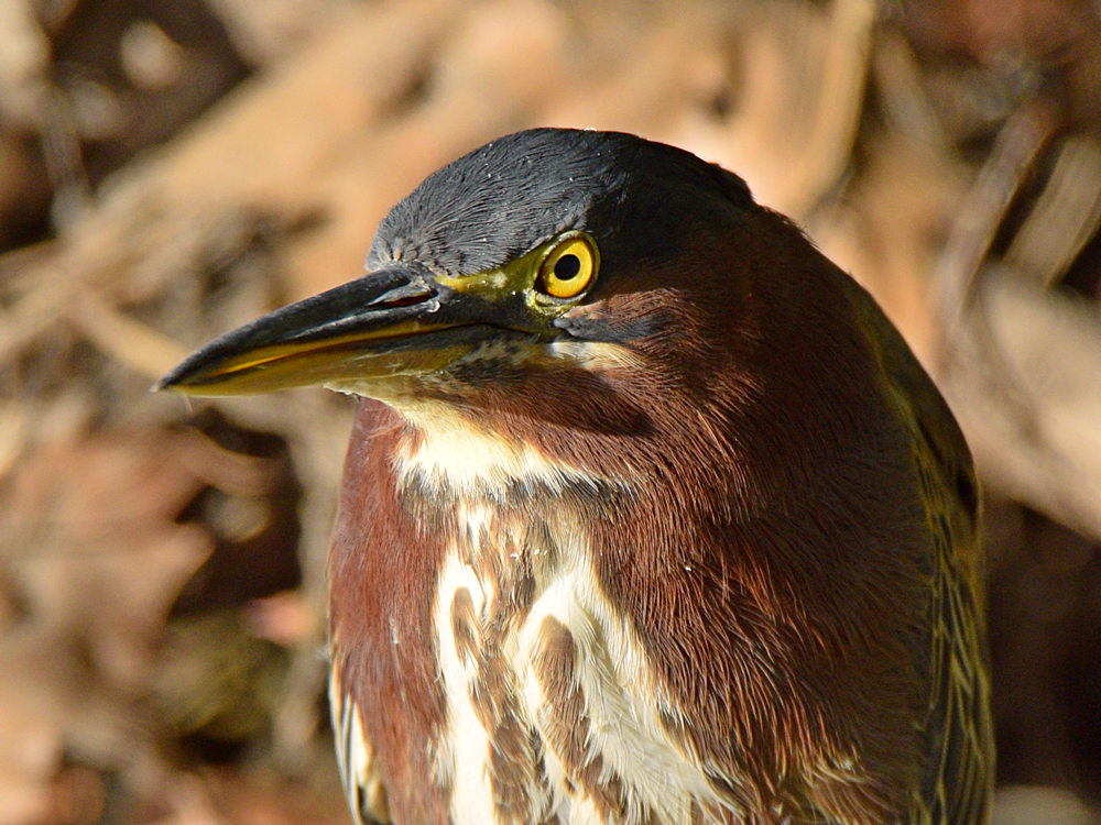 GreenHeron2.jpg