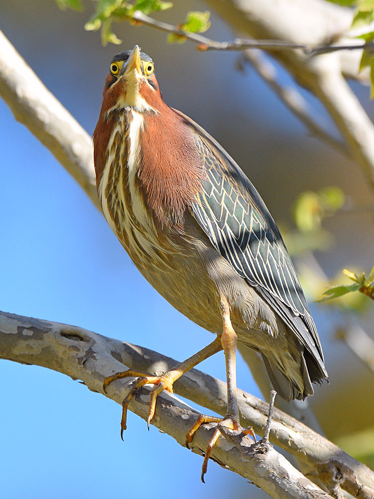 GreenHeron2.jpg