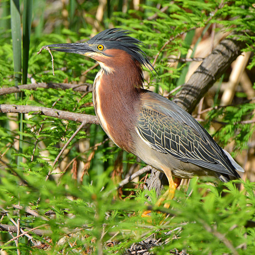 GreenHeron2.jpg