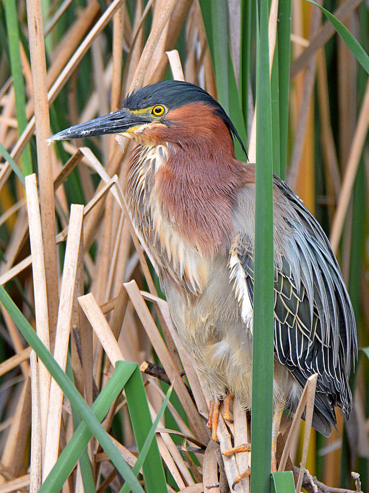 GreenHeron2.jpg