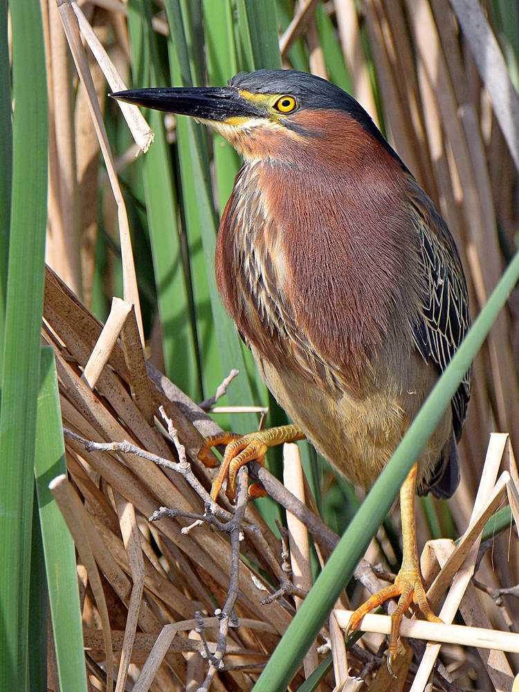 GreenHeron2.jpg