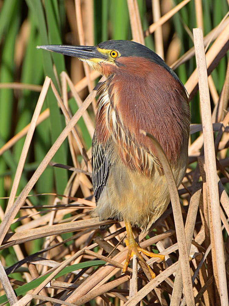 GreenHeron2.jpg