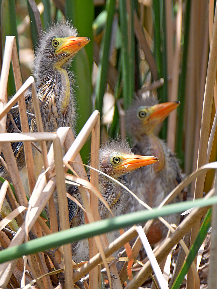 GreenHeron2.jpg