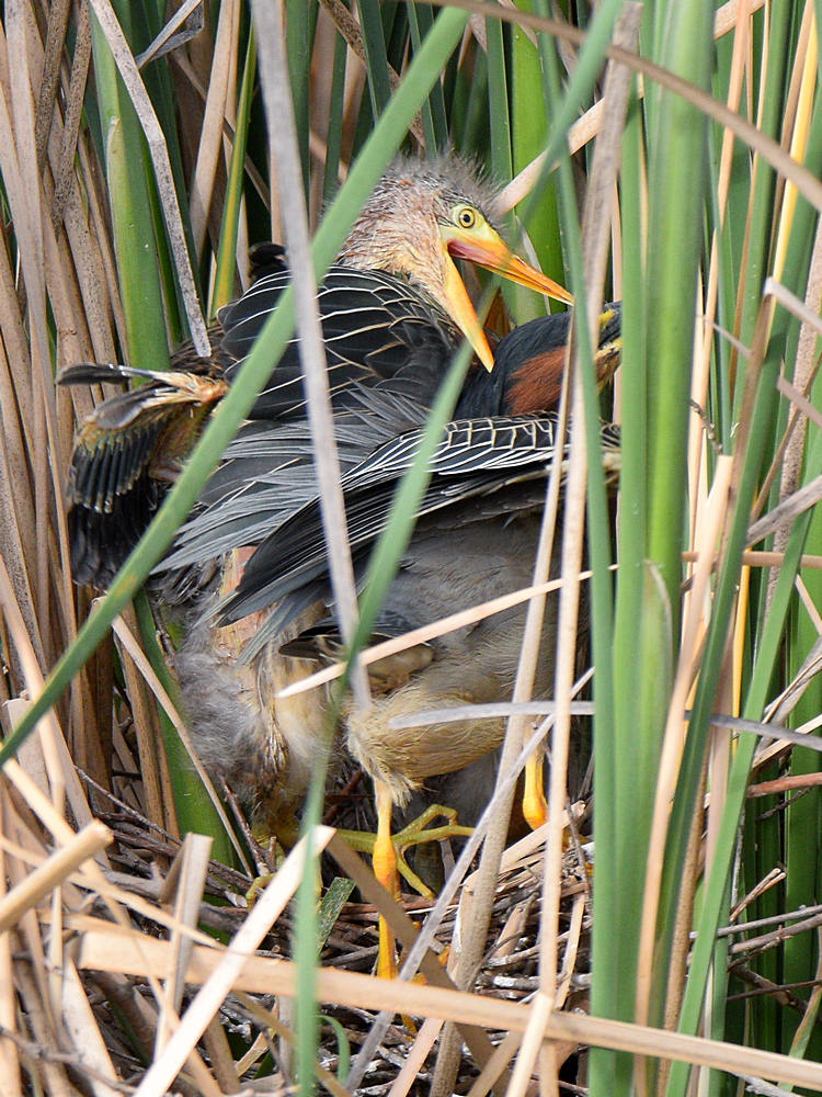 GreenHeron2.jpg